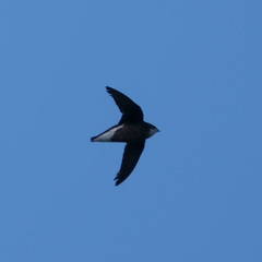 Hirundapus caudacutus