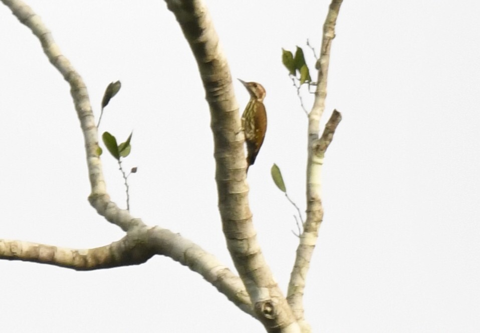 Melancholy Woodpecker (Dendropicos lugubris), photo 8