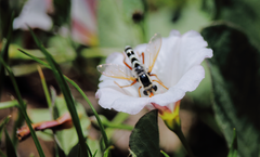 Mitrodetus dentitarsis