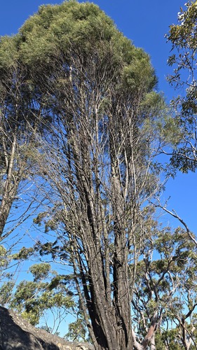 Illawarra cypress-pine (Callitris muelleri)