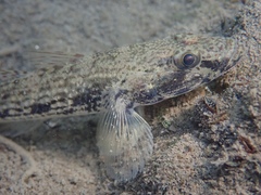 Glossogobius giuris