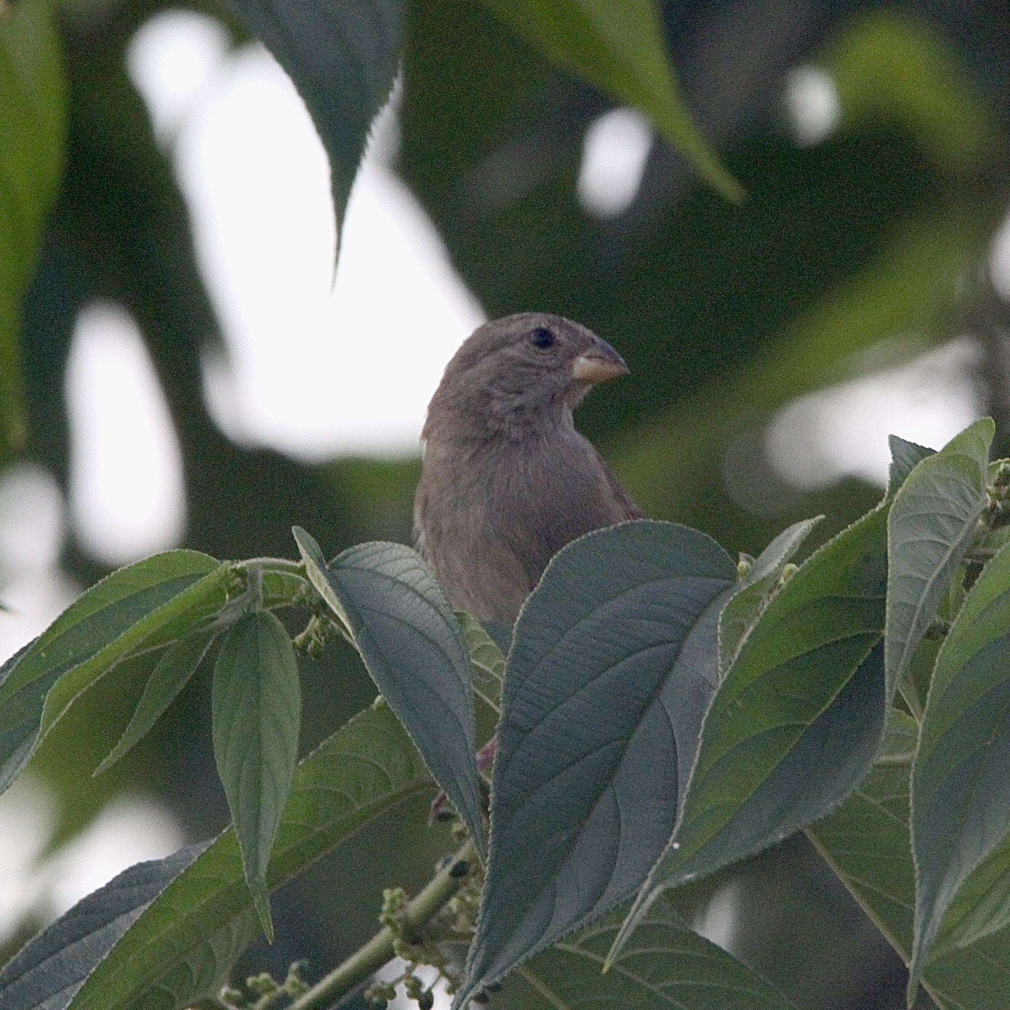 Dull-colored Grassquit (Asemospiza obscura), photo 6
