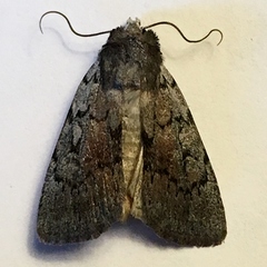 Setagrotis pallidicollis