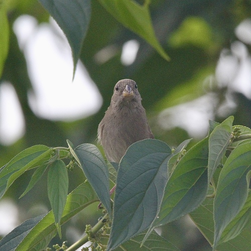 Dull-colored Grassquit (Asemospiza obscura), photo 7