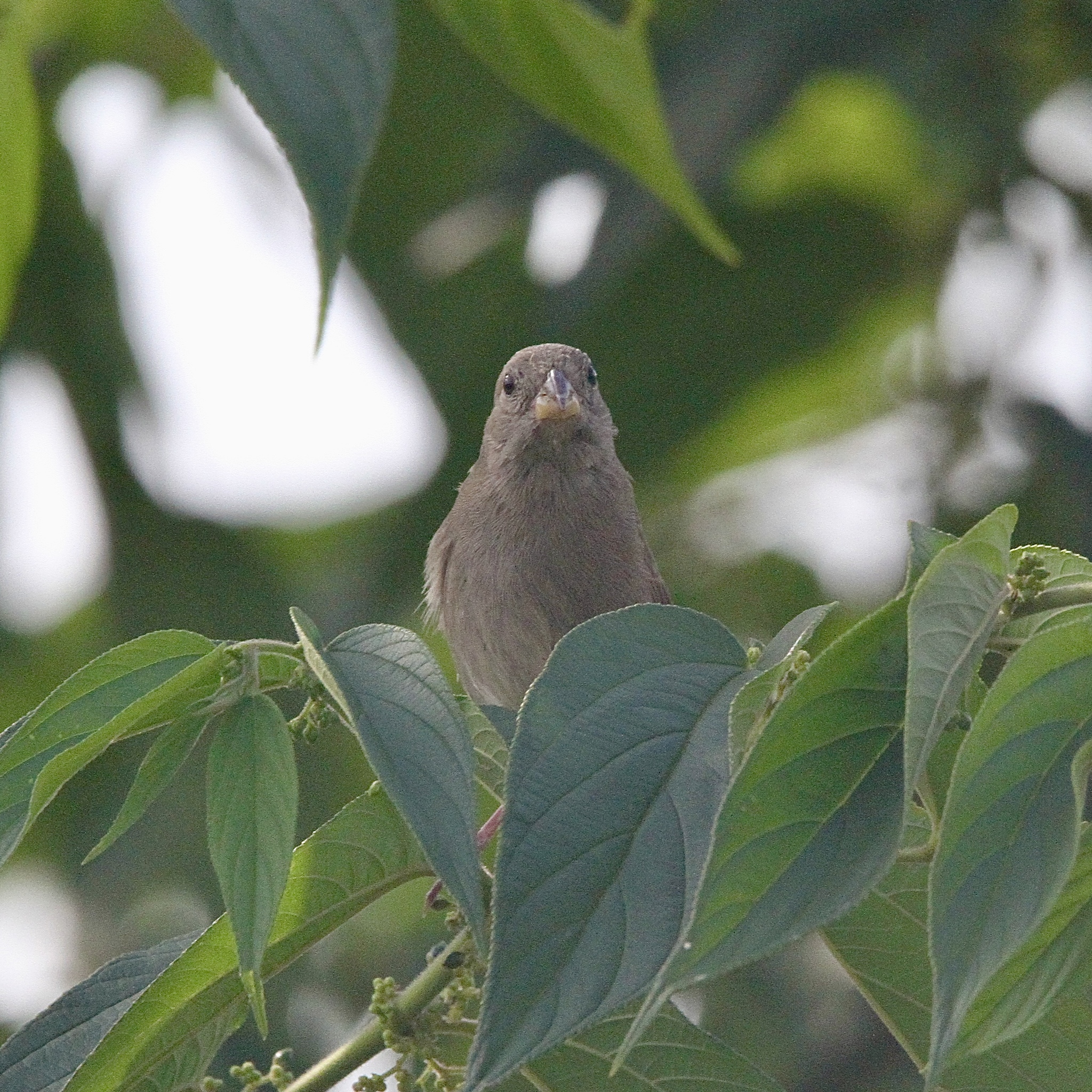 Dull-colored Grassquit (Asemospiza obscura), photo 7