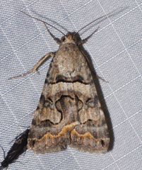Bulia similaris