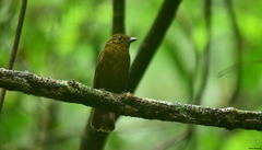 Schiffornis veraepacis