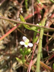 Stylidium despectum