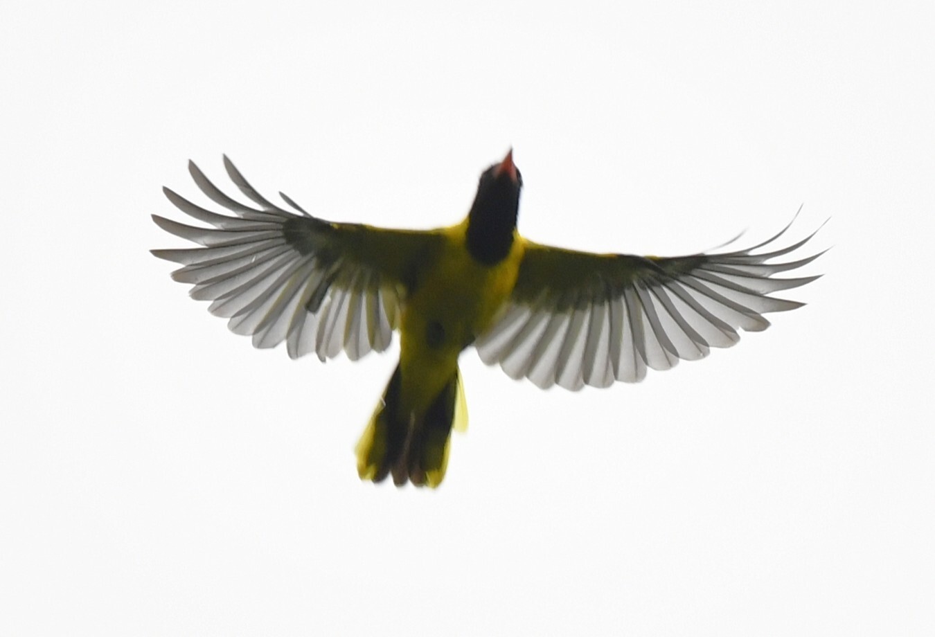 Western Oriole (Oriolus brachyrynchus), photo 8