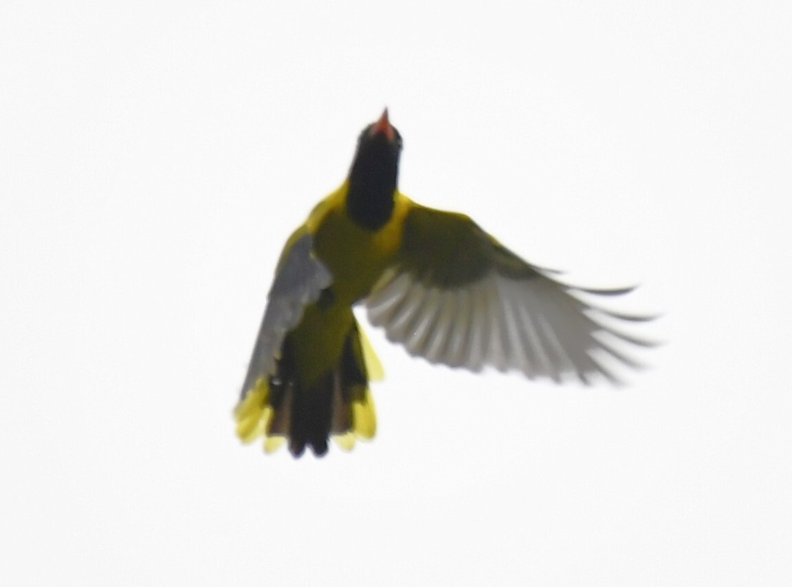 Western Oriole (Oriolus brachyrynchus), photo 9