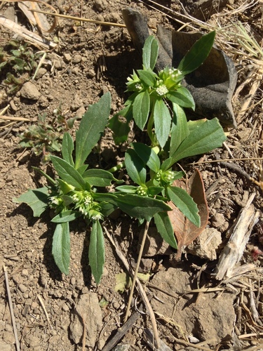 Calycera sessiliflora