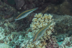 Stethojulis notialis