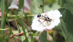 Mitrodetus dentitarsis