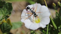 Mitrodetus dentitarsis