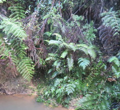 Blechnum novae-zelandiae