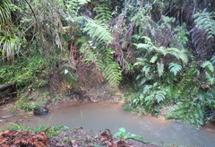 Blechnum novae-zelandiae