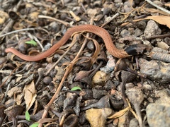 Pygopus steelescotti
