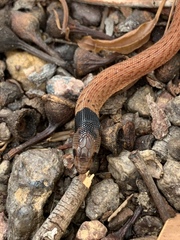 Pygopus steelescotti