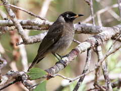 Bolemoreus frenatus