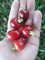 Eugenia involucrata
