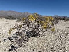 Eriogonum corymbosum nilesii