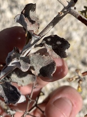 Eriogonum corymbosum nilesii