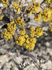 Eriogonum corymbosum nilesii