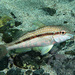 Goatfish - Photo (c) Sascha Schulz, some rights reserved (CC BY-NC)