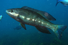 Odax pullus