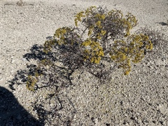 Eriogonum corymbosum nilesii