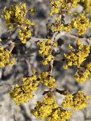 Eriogonum corymbosum nilesii