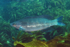 Odax pullus