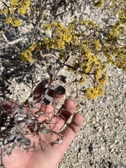 Eriogonum corymbosum nilesii