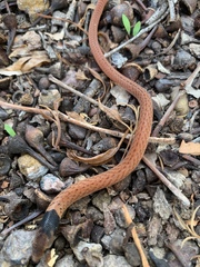 Pygopus steelescotti