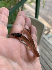 Pygopus steelescotti