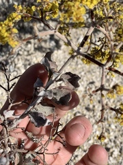 Eriogonum corymbosum nilesii