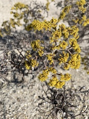 Eriogonum corymbosum nilesii