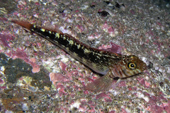 Striped Triplefin photo 2