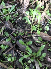 Lobelia anceps