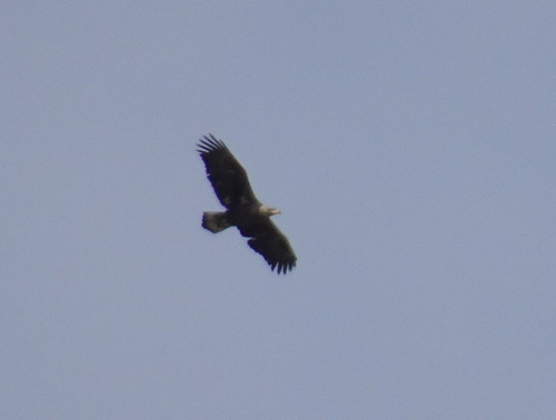 Bald Eagle photographed in Kansas