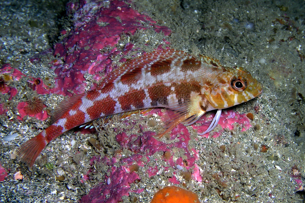 Banded Triplefin