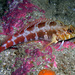 Banded Triplefin - Photo (c) Sascha Schulz, some rights reserved (CC BY-NC), uploaded by Sascha Schulz