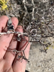 Eriogonum corymbosum nilesii
