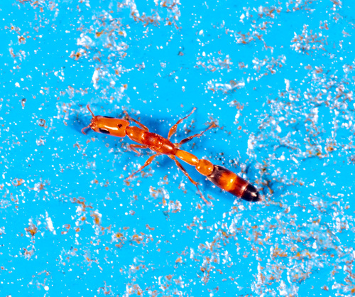 Pseudomyrmex filiformis