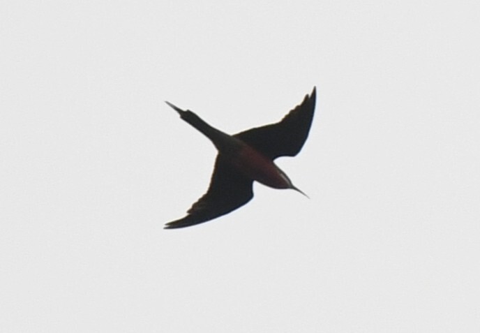 Rosy Bee-eater (Merops malimbicus), photo 3