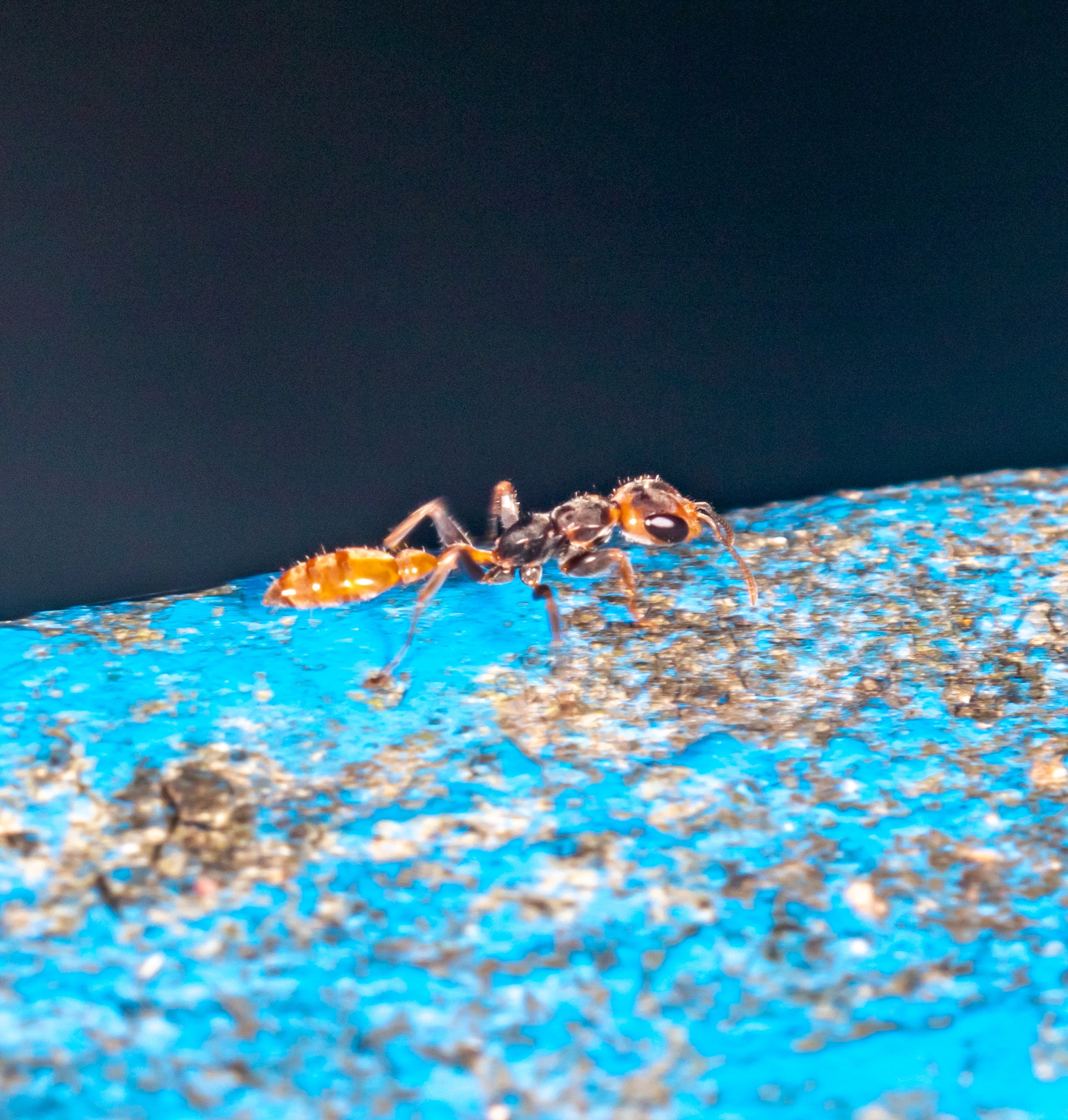 Pseudomyrmex faber