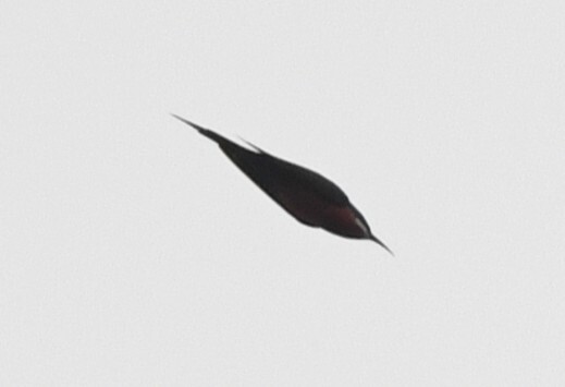 Rosy Bee-eater (Merops malimbicus), photo 5