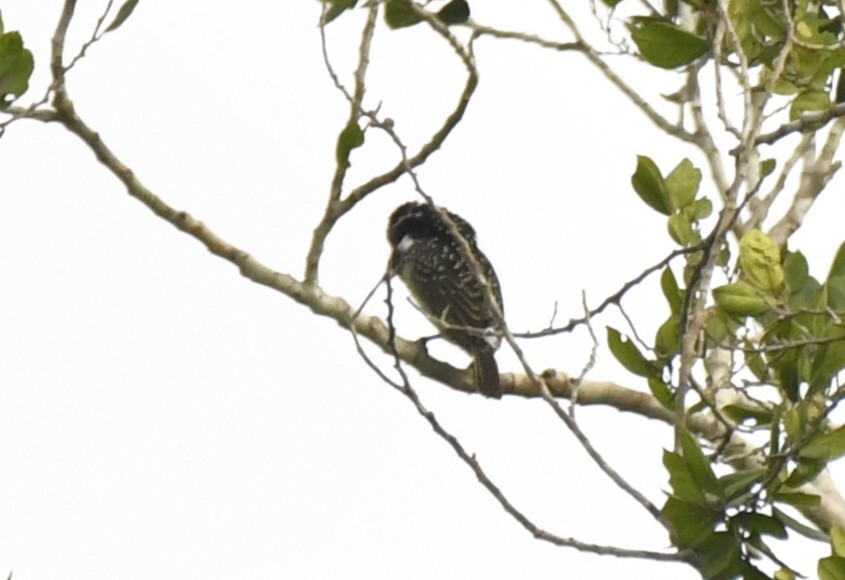 Hairy-breasted Barbet (Tricholaema hirsuta), photo 9
