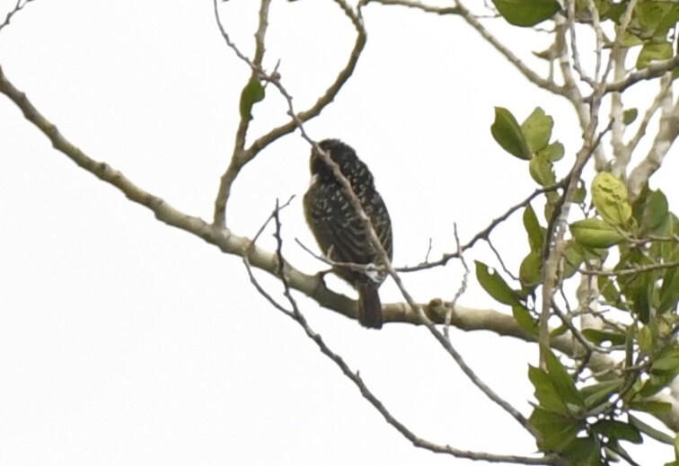 Hairy-breasted Barbet (Tricholaema hirsuta), photo 10