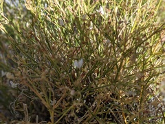 Menodora scabra glabrescens